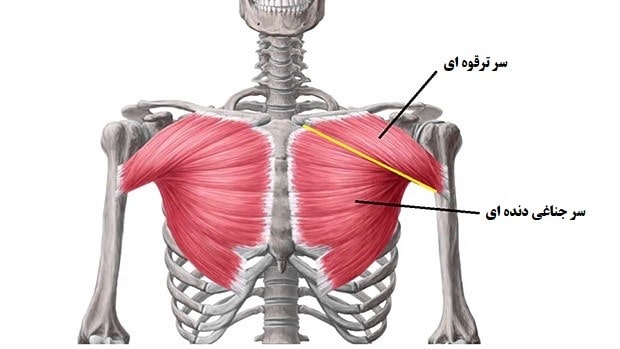 پرس بالا سینه ؛ آناتومی عضله سینه